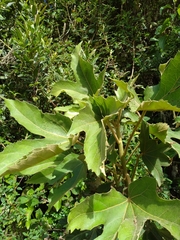 Platanaceae