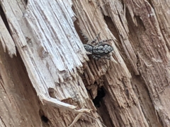 Platycryptus undatus