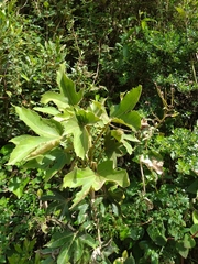 Platanaceae