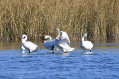 Cygnus columbianus columbianus