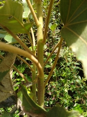 Platanaceae
