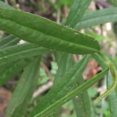 Corokia buddleioides