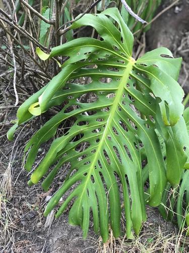 Monstera image