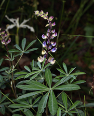 Lupinus latifolius viridifolius