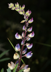 Lupinus latifolius viridifolius