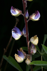 Lupinus latifolius viridifolius