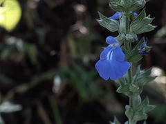 Salvia leptostachys