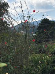Hibiscus rosa-sinensis