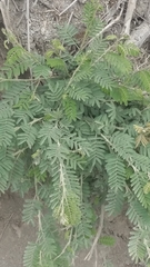 Mimosa quitensis