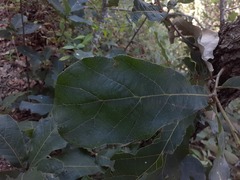 Quercus obtusata