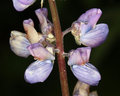 Lupinus latifolius viridifolius