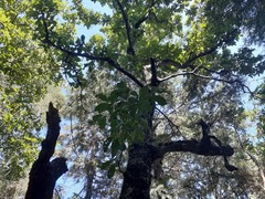 Quercus obtusata