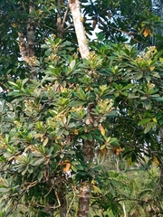 Palaquium