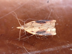 Apoctena conditana