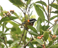 Spindalis portoricensis