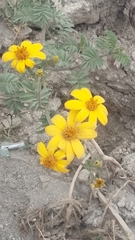 Tagetes zypaquirensis