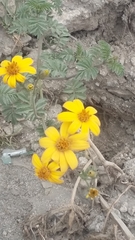 Tagetes zypaquirensis
