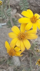 Tagetes zypaquirensis