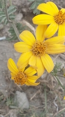 Tagetes zypaquirensis