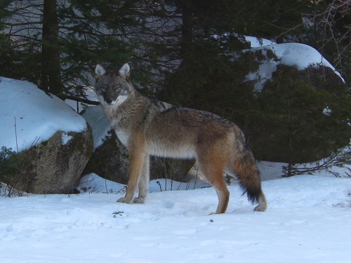 Coyote photographed in New Hampshire