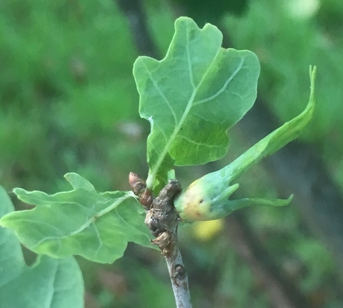 Ram's Horn Gall Wasp
