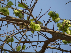 Holoptelea integrifolia