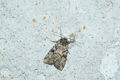 Anaplectoides pressus