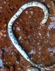 Amphisbaena fuliginosa