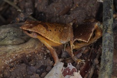 Johor Tiny Sticky Frog photo 4