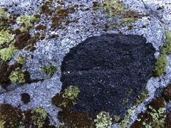 Leciophysma