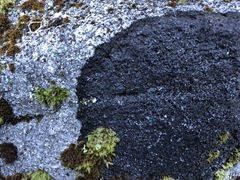 Leciophysma