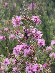 Kunzea parvifolia