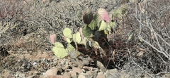 Opuntia tapona