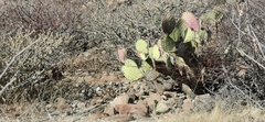 Opuntia tapona