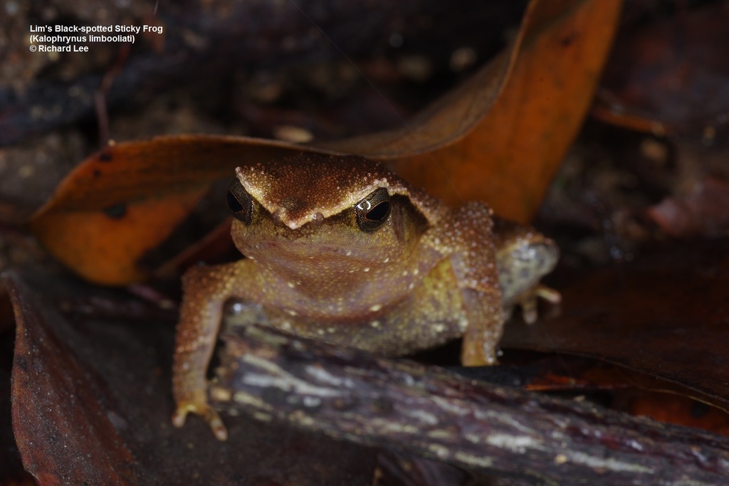 Johor Tiny Sticky Frog