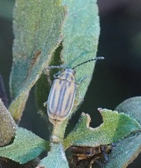 Ophraella notata