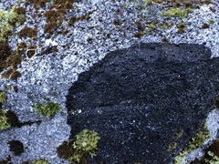 Leciophysma
