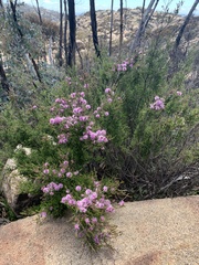 Kunzea parvifolia