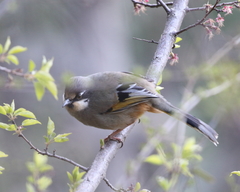 Trochalopteron variegatum