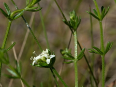 Asperula scoparia