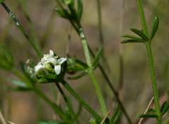 Asperula scoparia