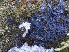 Leciophysma