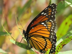 Limenitis archippus watsoni