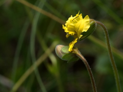Goodenia pinnatifida