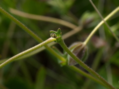 Goodenia pinnatifida
