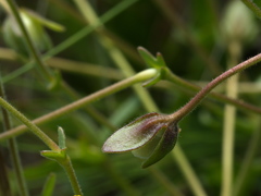 Goodenia pinnatifida