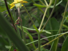 Goodenia pinnatifida