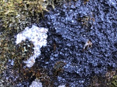 Leciophysma
