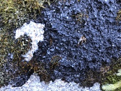 Leciophysma