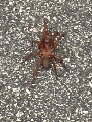 Myrmekiaphila foliata